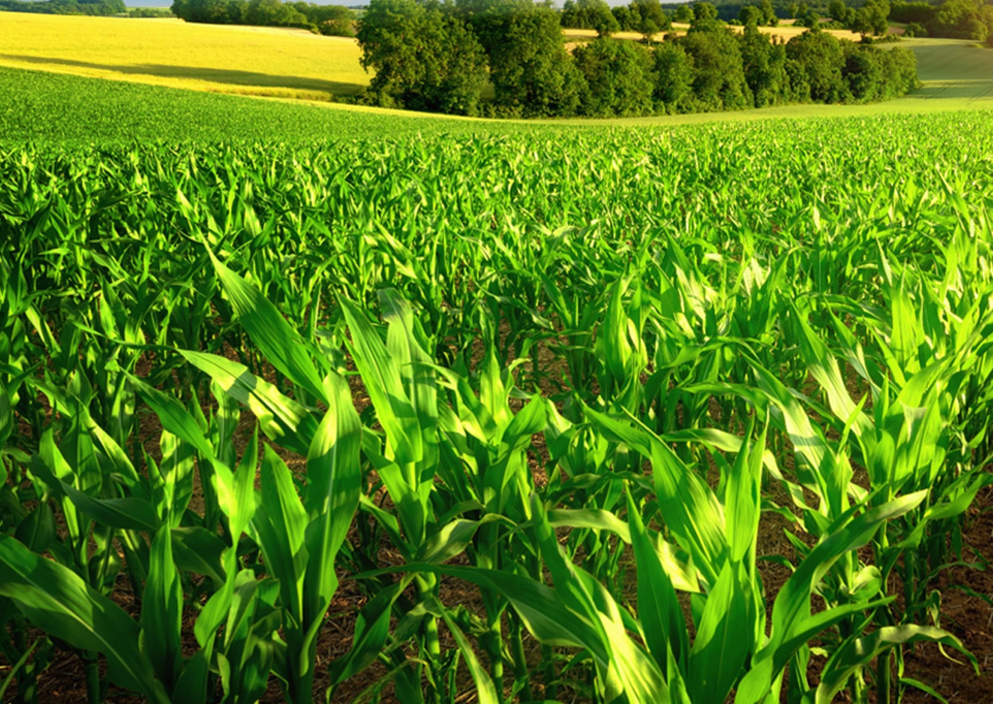 APAR Introduces POWEROIL TO NE Premium&rsquo; Transformer Oil &ndash; Cable Community